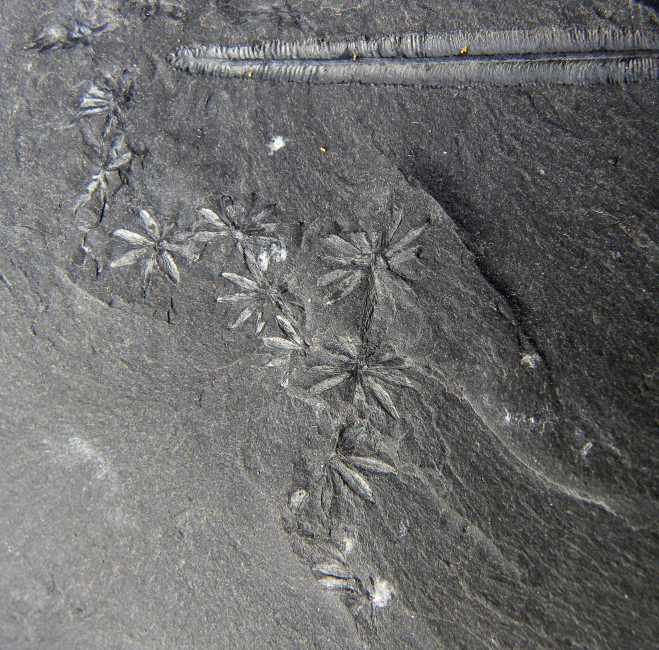 Annularia galioides